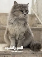  4 قطة شانشيلا مهجن انثى
