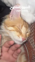  5 قط ذكر شيرازي عمر 5 شهور لطيف يحب العب بدون اي مقابل مادي فقط الاطمئنان عليه كل فترة مؤقتة وصحة تمام