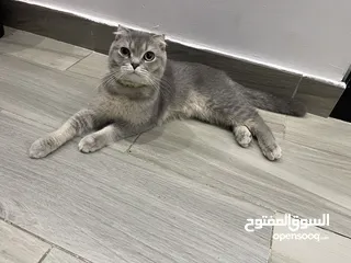  3 Scottish fold male