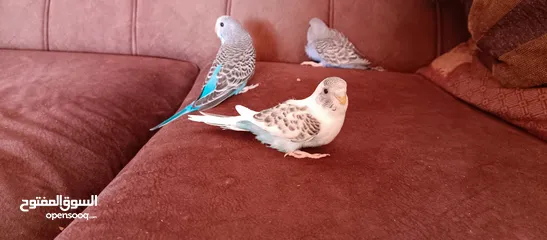  11 طيور حب نوعيه ممتازه