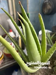  3 صبار. الوفيرا طبي