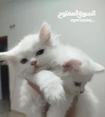  1 5 قطط للبيع موجودين في عناتا ضوحي القدس