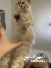  2 قط انثى للبيع