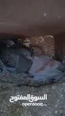  3 زغاليل بلدي حجم كبير وصحه ما شاء الله