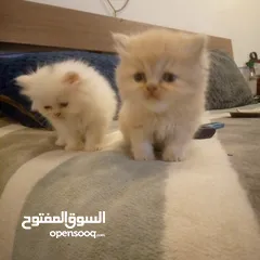  5 قطط شيرازي للبيع Persian cats for sale