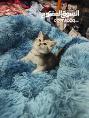  5 انثى سكوتش ستريت ، sc 11 من اندار الانواع و احلااهم شورت هير