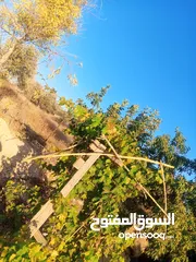  6 بيت مستقل تقريبا مزرعه مشيكه كامله مزروعع عنب وحمضيات مساحه البناء 160م وغرفه خارجيه 40م الواقع احلا