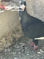  4 مسود اسود للبيع