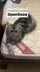  1 Persian cat for free adopt