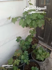  4 شتل بلدي بلدي لحق حالك بدايه موسم زراعه   عمر الشتله سنتين