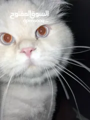  11 Cats for Adoption