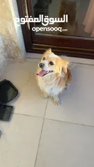  2 كلاب لولو فكس ذكر و انثى للبيع