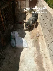  5 انثي روت أو انثي هاسكي أو ذكر قولدن سعر مغري