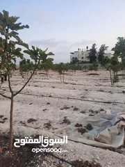  8 بيع ارض مع مزارع وع فبلا ججر
