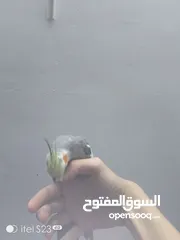  3 متوفر ذكر كوكتيل اليف الطير ماشاء الله نشيط واليف وما بعض ابدا ما بعرف اشي اسمو عض اليف وحبوب
