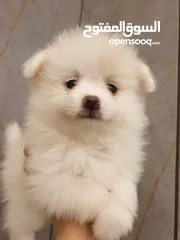  2 جراء بوميريان عمر شهرين