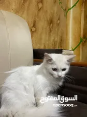  4 يوجد معي قط شيرازي