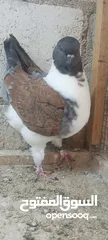  4 فراخ كنق .