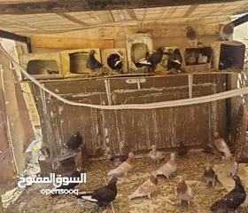  1 بيع حمام بلدي