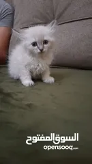  3 كتن شانشيلا  شعر طويل   العمر شهرين جاهزين لبيتهم الجديد