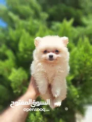  12 بومارينيان تيكب أصغر حجم مستوى عالي جدا pomeranian t_cup
