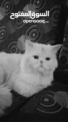  3 قط للبيع  مرج الحمام