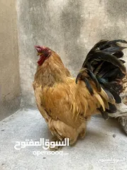  4 ديوك براهيمي للبيع  اتصل لمعرفت السعر والسعر منخفض لحق حالك وتل أو ابعث رساله