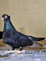  1 حمام  صربي للبيع