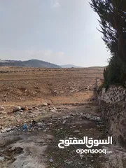  5 5 دنمات دخلة مطعم خيل وليل اكثر من قطعة