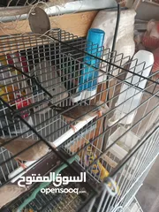  1 طيور الجنه اقرأ التفاصيل