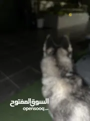  4 كلب هاسكي للبيع