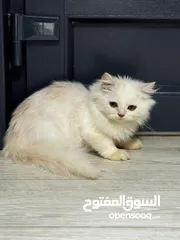  6 قط للبيع ذكر