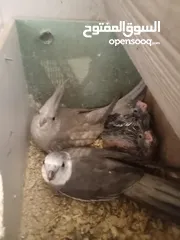  1 فراخ كوكتيل وايت فيس للزق اليدوي عدد2