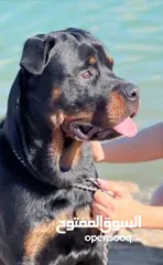  2 Rottweiller for sale