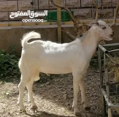  2 جدايا سمينات للبيع