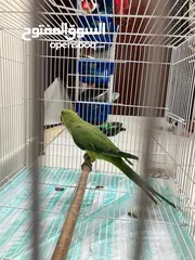  5 Green Parrot Female