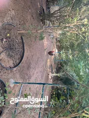  1 دياي عماني ممتاز للبيع
