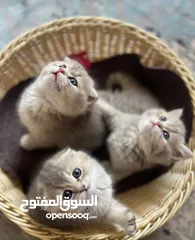  1 قطاوه مميزين للبيع