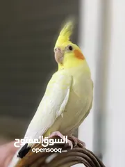  1 كوكتيل اليف جدا مع القفص