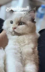  1 قطة راج دول للبيع
