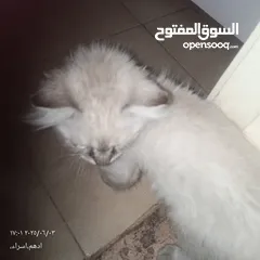  3 قط هاملاي ذكر للبيع