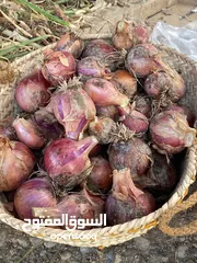 2 بصل عماني يمني إنتاج 2024