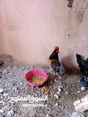 4 دجاج للبيع