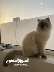  2 قطة هيمالايا