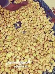  14 قورو /قيرو/جيرو في البحرين أسعار ممتازه