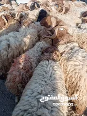  11 بيع جميع الانواع الاغنام