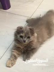  10 Scottish fold and Scottish streat
