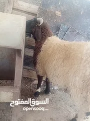  2 لحم ذكر الله صلوا على النبي خروف نخب نخب وزنه 50 كيلو قائم