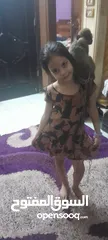  4 نسناس هادي للبيع