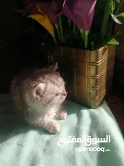  6 ذكر سلفر تابي  هملايا بيرشن  نضافه وصحه شعر طويل مميز